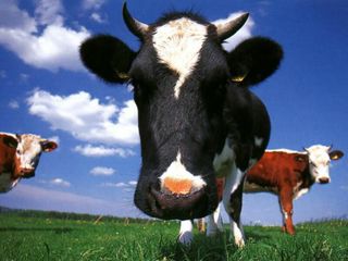 Cow_1