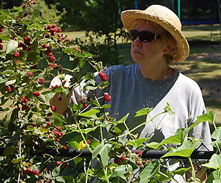 Blackberry Picking