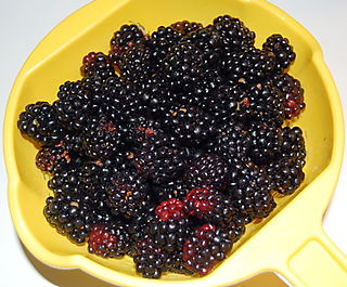 Blackberries
