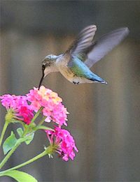 Hummingbird8
