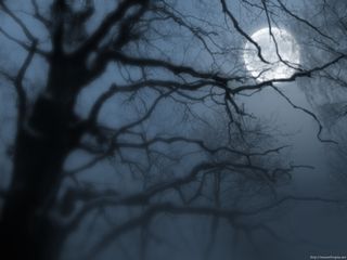 Moon_tree