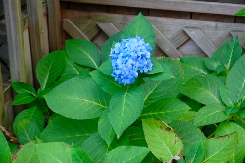 Backyard - 1 (1)