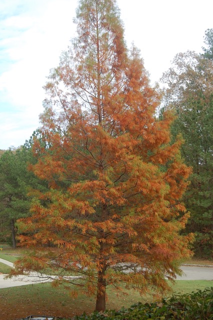 Backyard - 1 (2)