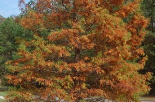 Backyard - 1 (3)