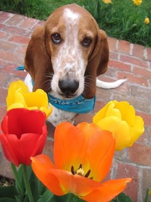 6a00e553cf823b88330115703a2181970b-300wi