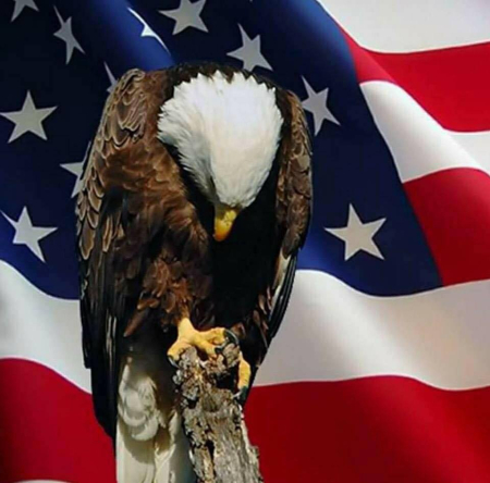 16003236_1237523432969914_661115645197743615_n