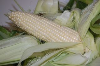 Corn 1
