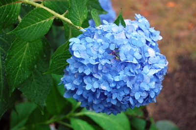 Hydrangea