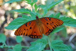 Get-attachment-1.aspx