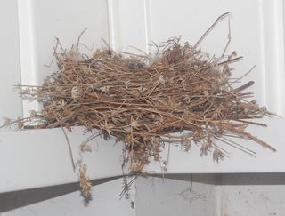 Nest