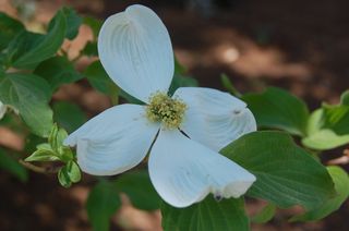 Walk Dogwood