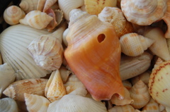 Shells