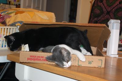 CatPizza3
