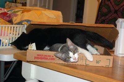 CatPizza2