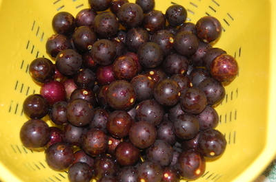 Muscadines