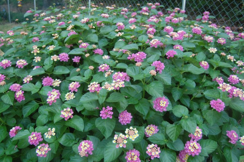 6a00d8341cbb0053ef013487373dbe970c-800wi