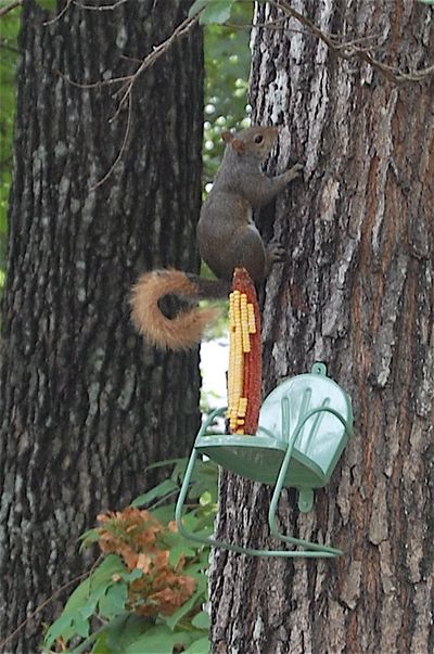 Squirrel3