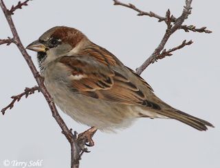 House_sparrow_1