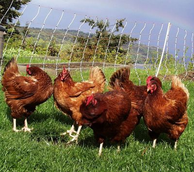 Preening_chickens_lg