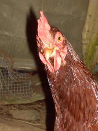 30391_mshells_pics_009