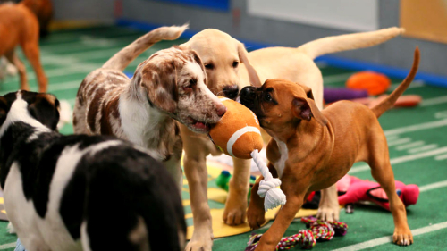 Puppy-bowl020516-animalplanet-ftrjpg_s8jsfiznrgky12zw3wswdc5tr