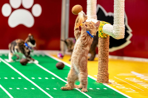 Kitten-Bowl-2022-Canceled