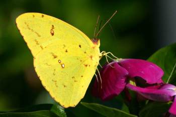 Little_yelllow_butterfly