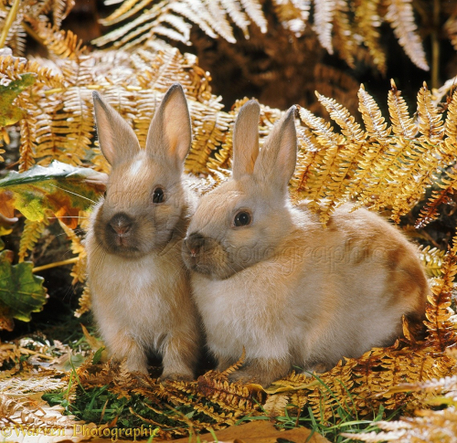35169-Madagascan-Dwarf-rabbits-among-autumn-Bracken