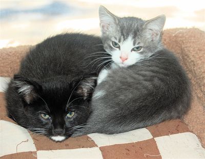 6a00d8341cbb0053ef0192ac78d9c4970d-400wi