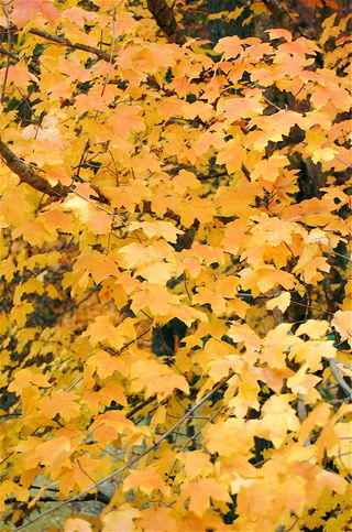 Yellow Leaves 4