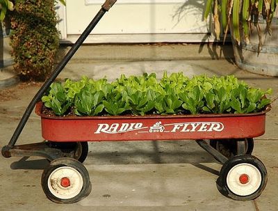 Wagon-container-garden-800X800