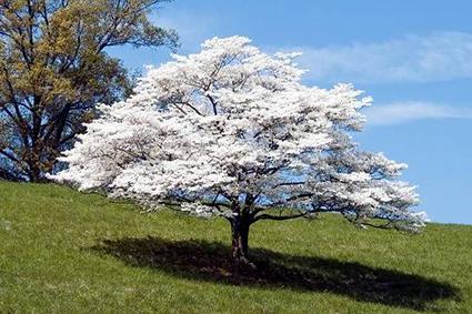 185169-425x283-dogwood-tree