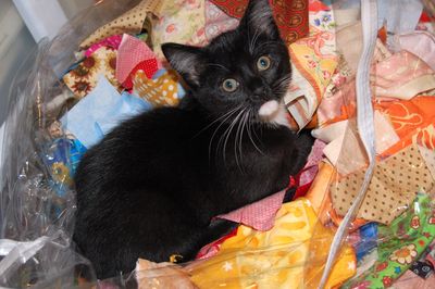 6a00d8341cbb0053ef017ee404fc44970d-400wi