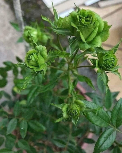 329549749_949101269589843_2857978313239996309_n