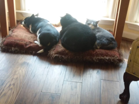 36983638_10215121442483976_4106094829258145792_n