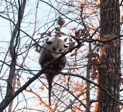 Possum