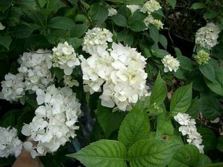 White-Hydrangea