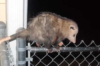 Possum3