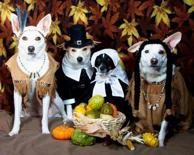 Happy-thanksgiving-dressed up chihuahuas