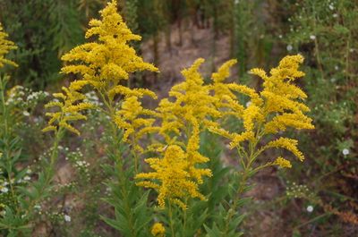 Goldenrod