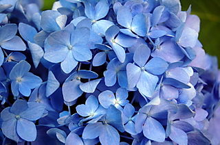 Blue Blossoms