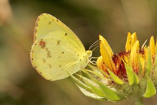 LittleYellowButterfly4249