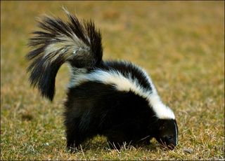 Skunk-picture