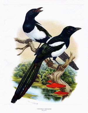 Magpie