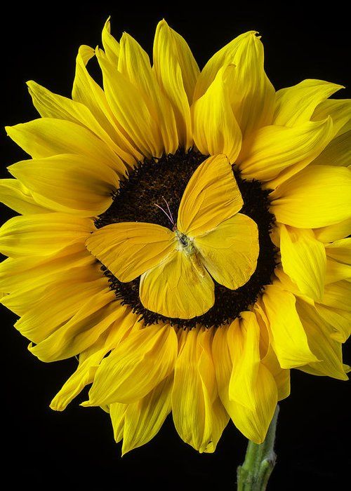 172c30e2d3a65f31c6af5e2ec64cf259