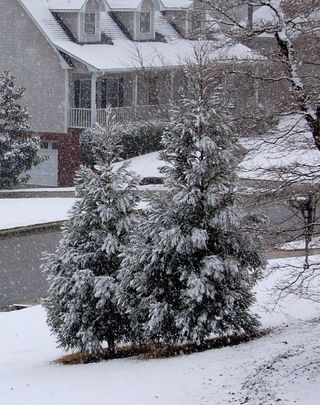 Snow Trees