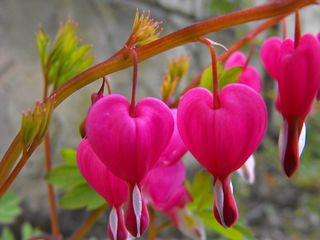 Two_natural_hearts_by_Roji_Hachi