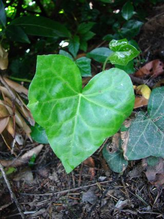 Heartleaf