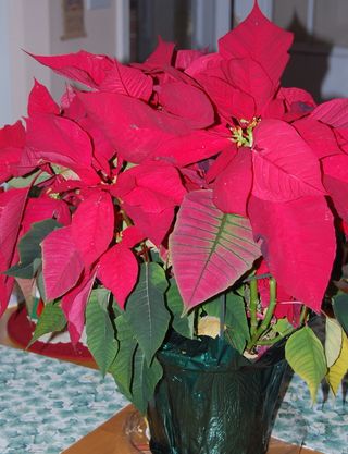 Poinsettia