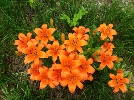 Lily1